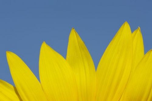 Bloom;Sunflower;Botanical;Abstraction;Sky;Blue;Green;Abstract;Plants;Flowering;Flowers;Petal;Petals;Plant;Blossom;Patterns;Yellow;Flower