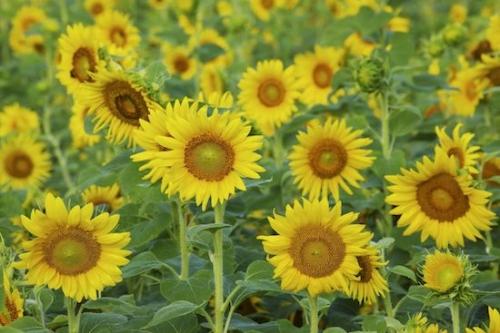 Flowering;Blossom;Petal;Plant;Flower;Bloom;Sunflower;Petals;Green;Botanical;Plants;Flowers;Yellow