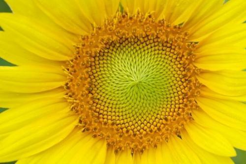 Petal;Blossom;Flower;Plants;Botanical;Flowers;Bloom;Flowering;Sunflower;Plant;Yellow;Green;Petals;floral