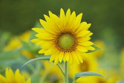Sunflower;Petals;Botanical;Green;Flowers;Plants;Petal;Blossom;Bloom;Plant;Flowering;Flower;Yellow