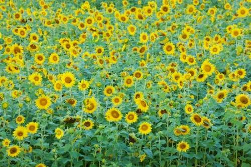 Sunflower;Botanical;Plants;Yellow;Flower;Flowering;Petal;Blossom;Bloom;Flowers;Green;Petals;Plant