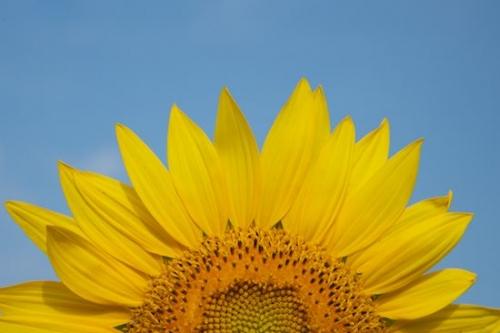 Sky;Sunflower;Blossom;Botanical;Yellow;Plant;Petal;Orange;Flower;Gold;Blue;Flowering;Bloom;Green;Petals;Plants;Flowers