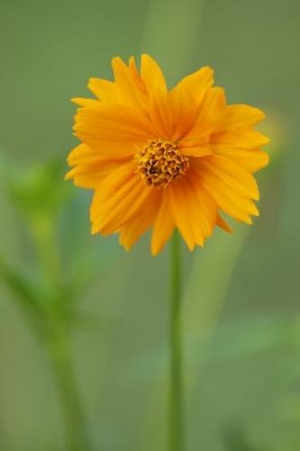 Close-up;Flowering;Gold;Orange;Blossom;Stamen;Flora;floral;Flowers;Green;Flower;Outdoor;Petal;Pistil;Petals;Wildflower;stem;Bloom;Cosmos