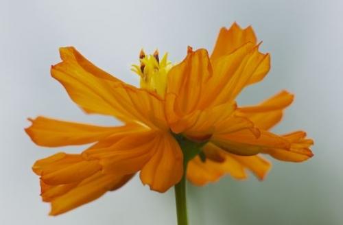 Blossom;Cosmos;Flowering;Flowers;Flower;Petal;floral;Orange;Outdoor;Close-up;Petals;Bloom