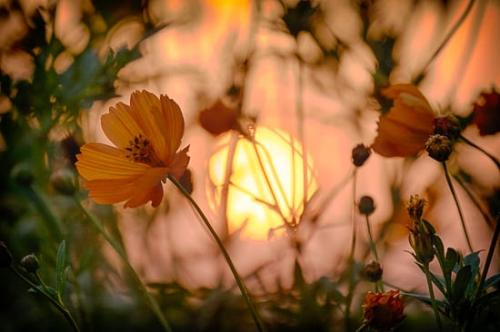Bloom;Blossom;Blossoms;Close-up;Cosmos;Flower;Floweret;Flowering;Flowers;Oneness;Orange;Petal;Petals;Sunlight;Sunlit;Sunshine;Wabi Sabi;bloom;bud;flora;floral;zen