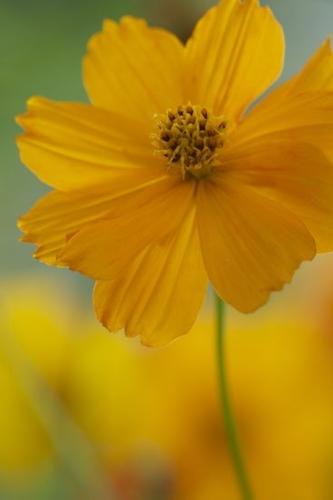 Stamen;Orange;Close-up;Gold;Cosmos;floral;Flora;Bloom;Petal;Pistil;Wildflower;Flowers;stem;Flower;Flowering;close-up;Green;Blossom;Outdoor;Petals