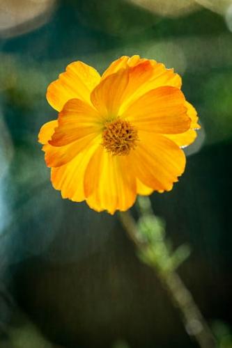 Bloom;Blossom;Close-up;Color;Cosmos;Flora;Flower;Flowering;Flowers;God Rays;Gold;Green;Image type;Orange;Outdoor;Petal;Petals;Photo specs;Pistil;Stamen;Stock categories;Sunbeam;Sunlight;Sunlit;Sunrays;Wildflower;floral;stem