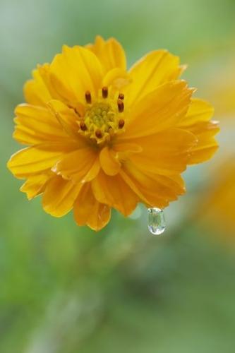 Flower;Flora;Bloom;droplet;floral;Petal;water;Wildflower;drop;Stamen;dew;Outdoor;Flowering;Petals;Pistil;Flowers;Blossom;Close-up;Cosmos;Orange;drops;Gold;Green;stem