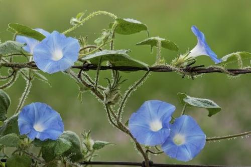 Vine;Morning Glory;fence;Flowering;Flowers;Flower;floral;Bloom;Green;Blue;Petal;Blossom;Wildflower;Petals;Close-up