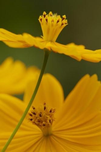 Blossom;Stamen;stem;Green;Wildflower;Orange;Gold;Close-up;floral;Flower;Flowers;Bloom;Flowering;Cosmos;Outdoor;Petal;Petals;Pistil;Flora