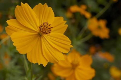 Bloom;floral;stem;Green;Flower;Outdoor;Flowering;Petals;Blossom;close-up;Flora;Orange;Flowers;Gold;Close-up;Cosmos;Wildflower;Stamen;Petal;Pistil