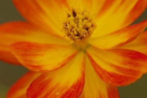 Cosmos;Stamen;Flora;Close-up;Blossom;Bloom;Petals;Orange;Flower;Wildflower;Pistil;Flowering;Outdoor;Green;Petal;floral;Flowers;close-up;Gold;stem