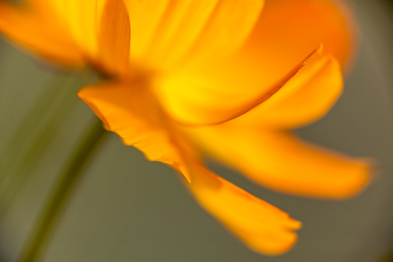 Bloom;Blossom;Calm;Close-up;Cosmos;Flora;Floral;Flower;Flowering;Flowers;Gold;Healing;Health care;Healthcare;Image type;Outdoor;Petal;Petals;Photo specs;Pistil;Stamen;Stem;Stock categories;Warm Colors;Warm Palette;Warm Tones;color;green;orange;peaceful;plants;restful;serene;soothing;tranquil;wildflower