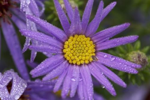 Bloom;droplet;Purple;Petal;dew;drop;Blossom;dew drops;dewy;Flower;Close-up;Green;Petals;Yellow;Flowering;water;drops;close-up;Flowers