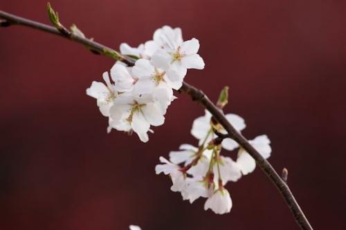 Cherry Blossom;Close-up;Flower;Flowering;Flowers;White;zen;Magenta;Blossom;Bloom;Details;close-up;Mare;Oneness;Oriental;Pastoral;Peaceful;Wabi Sabi