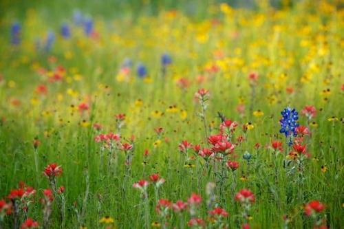 Blossom;Bloom;floral;Close-up;Texas;bluebonnet;bluebonnets;stems;Wildflower;Green;Indian Paintbrush;field;Black-eyed Susan;Flower;Red;Yellow;Flowering;Flora;Blue;Texas Hill Country