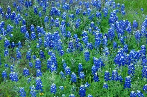 Blossom;Texas;White;bluebonnet;Flower;Bloom;bluebonnets;floral;Green;Flowering;Flowers;Field;Wildflower;Blue