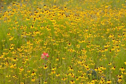 Blossom;Blossoms;Coreopsis tinctoria;Flower;Floweret;Flowering;Flowers;Flowers & Plants;Gold;Golden Tickseed;Green;Healing;Health care;Healthcare;Indian Paintbrush;Landscape;Modern;Nature;Oneness;Orange;Pastoral;Peaceful;Pink;Red;Spring;Texas;Yellow;bloom;botanical;botanicals;calm;contemporary;flora;floral;restful;serene;soothing;tranquil;zen