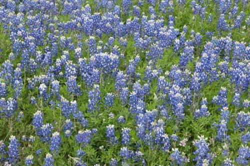 Abstract;Abstraction;Bloom;Blossom;Blossoms;Blue;Bluebonnet;Bluebonnets;Close-up;Field;Flower;Floweret;Flowering;Flowers;Flowers & Plants;Green;Healing;Health care;Healthcare;Macro;Modern;Nature;Oneness;Pastoral;Pattern;Peaceful;Petal;Shape;Texas;Texas Bluebonnet;Texture;Wildflower;bloom;botanical;calm;contemporary;flora;floral;pasture;restful;serene;soothing;tranquil;zen