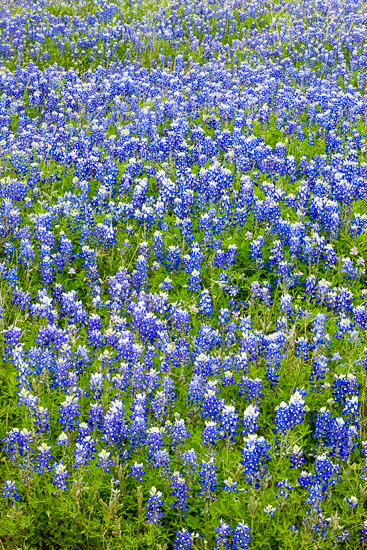 Abstract;Abstraction;Bloom;Blossom;Blossoms;Blue;Bluebonnet;Bluebonnets;Blues;Botanical;Calm;Close-up;Cool Colors;Cool Palette;Cool Tones;Floral;Floweret;Flowering;Flowers;Flowers & Plants;Healing;Health care;Healthcare;Macro;Modern;Nature;Pastoral;Petal;Shape;Texas;Texas Bluebonnet;bloom;blue;color;contemporary;field;flora;floral;flower;green;oneness;pasture;pattern;peaceful;plants;restful;serene;soothing;texture;tranquil;wildflower;zen