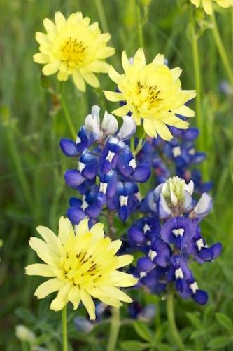 Flora;Flower;Flowers;Texas;bluebonnet;Texas Hill Country;Wildflower;Green;Yellow;Flowering;botanicals;Bloom;Texas dandelion;bluebonnets;floral;Blue;Close-up;Petals;Blossom