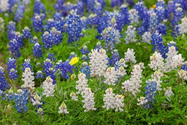 Bloom;Blossom;Blossoms;Blue;Bluebonnets;Botanical;Botanicals;Bud;Calm;Close-up;Concepts;Cool Colors;Cool Palette;Cool Tones;Floral;Flower;Floweret;Flowering;Flowers;Flowers & Plants;Green;Greens;Healing;Health care;Healthcare;Lupinus texensis;Nature;Oneness;Pastoral;Petal;Seasons;Springtime;Texas;Texas Bluebonnet;United States;Wildflower;Yellow;bloom;color;flora;floral;flower;landscape;peaceful;plants;restful;serene;soothing;spring;tranquil