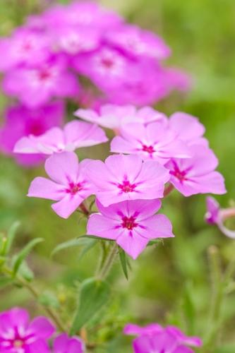 Bloom;Blossom;Blossoms;Botanical;Calm;Close-up;Floral;Floweret;Flowering;Flowers;Flowers & Plants;Healing;Health care;Healthcare;Macro;Nature;Pastoral;Petal;Petals;Pink;Seasons;Spring;Springtime;Texas;bloom;flora;floral;flower;green;magenta;oneness;peaceful;plant;plants;purple;restful;serene;soothing;tranquil;wildflower;zen