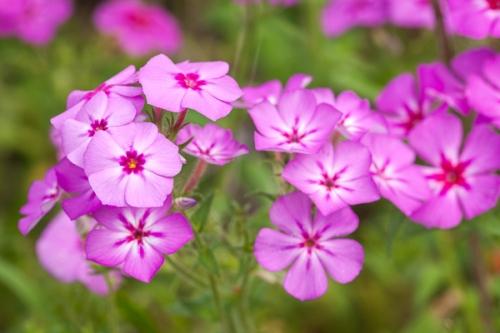 Bloom;Blossom;Blossoms;Botanical;Calm;Close-up;Floral;Floweret;Flowering;Flowers;Flowers & Plants;Healing;Health care;Healthcare;Macro;Nature;Pastoral;Petal;Petals;Pink;Seasons;Spring;Springtime;Texas;bloom;flora;floral;flower;green;magenta;oneness;peaceful;plant;plants;purple;restful;serene;soothing;tranquil;wildflower;zen