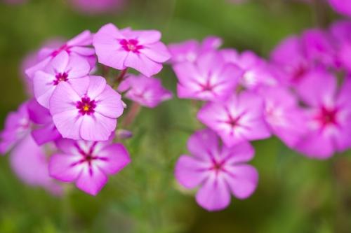 Bloom;Blossom;Blossoms;Botanical;Calm;Close-up;Floral;Floweret;Flowering;Flowers;Flowers & Plants;Healing;Health care;Healthcare;Macro;Nature;Pastoral;Petal;Petals;Pink;Seasons;Spring;Springtime;Texas;bloom;flora;floral;flower;green;magenta;oneness;peaceful;plant;plants;purple;restful;serene;soothing;tranquil;wildflower;zen