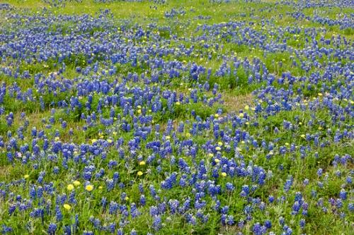Bloom;Blossom;Blossoms;Blue;Bluebonnet;Bluebonnets;Calm;Floweret;Flowering;Flowers;Flowers & Plants;Healing;Health care;Healthcare;Nature;Pastoral;Seasons;Spring;Springtime;Texas;Yellow;bloom;flora;floral;flower;green;landscape;oneness;peaceful;restful;serene;soothing;tranquil;wildflower;zen