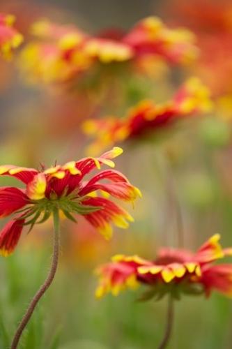 Spring;Flora;Indian Blanket;Texas;Details;Orange;close-up;Green;Gold;Petals;Petal;Springtime;Flowers;Blossom;Flower;botanical;Close-up;Wildflower;Flowering;Red;floral;Bloom