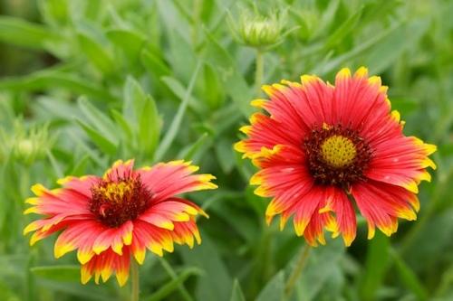 Petals;Green;Flower;Bloom;Flora;Flowering;Flowers;Petal;Red;Wildflower;Texas;Indian Blanket;Brown;Texas Hill Country;Close-up;Blossom