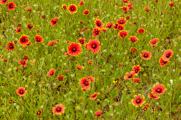 Bloom;Blossom;Blossoms;Brown;Calm;Close-up;Concepts;Cool Colors;Cool Palette;Cool Tones;Flora;Floral;Flower;Floweret;Flowering;Flowers;Flowers & Plants;Green;Greens;Healing;Health care;Healthcare;Indian Blanket;Macro;Minimalism;Nature;Oneness;Pastoral;Petal;Sunlight;Sunshine;Texas;Texas Hill Country;United States;Wildflower;Yellow;bloom;color;flora;floral;flower;landscape;peaceful;plants;restful;serene;soothing;sunlit;tranquil