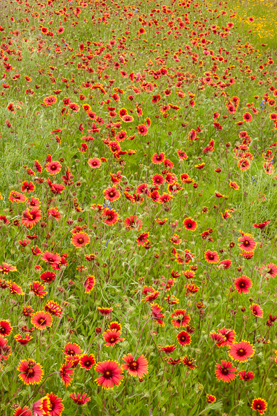 Indian Paintbrush;Texas;Flower;Texas Hill Country