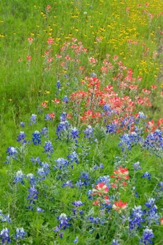Spring;bluebonnet;Flora;Bloom;Blue;floral;Red;Indian Paintbrush;Texas Hill Country;Black-eyed Susan;bluebonnets;Flowering;Springtime;Flower;Yellow;Wildflower;Season;Green;Texas;Blossom;Seasons