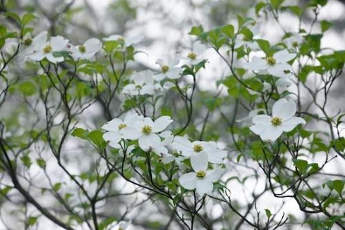 White;Bloom;Flowering;floral;botanicals;Flower;Flora;branch;Blossom;Big South Fork National River & Recreation Area;tree;Wildflower;limb;Petals;botanical;Dogwood;Petal;tree limbs;Green