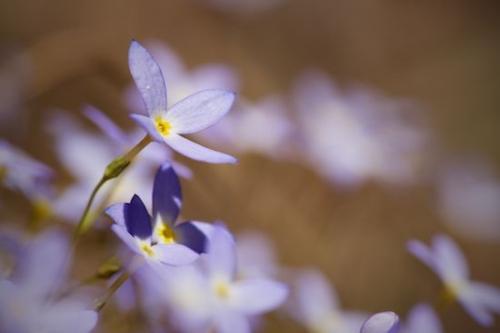 Flora;Flowers;Violet;Close-up;floral;Petal;Bluets;Purple;Big South Fork National River & Recreation Area;Brown;Yellow;Wildflower;Flowering;Flower;Blossom;Petals