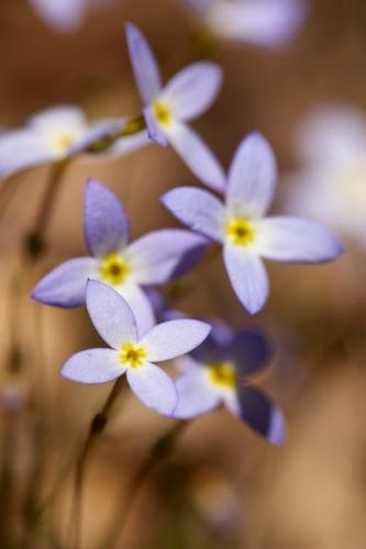 Petals;Violet;floral;Purple;Big South Fork National River & Recreation Area;Flower;Yellow;Close-up;Blossom;Flowering;Brown;Wildflower;Flora;Flowers;Petal;Bluets