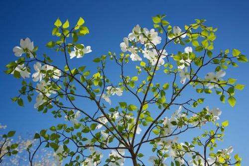 Flowering;tree;White;Springtime;dogwood;limb;Flowers;Tree;Flower;branches;Wildflower;tree limbs;Big South Fork National River & Recreation Area;Blue;Petals;Spring;Bloom;Green;Blossom;Petal