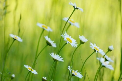 buds;Botanicals;Green;Plants;Flowering;Bloom;Flower;stems;White;Yellow;Close-up;Flowers;Flora;Daisies;Leaf;Plant;Petal;Daisy;Gold;Petals;floral;Blossom;Wildflower