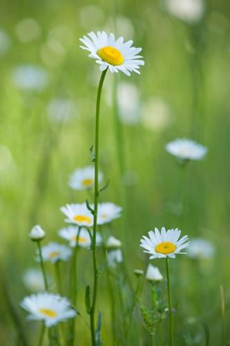 Bloom;Blossom;Blossoms;Botanical;Calm;Close-up;Daisies;Floral;Floweret;Flowering;Flowers;Flowers & Plants;Healing;Health care;Healthcare;Image type;Nature;Pastoral;Petal;Petals;Photo specs;Seasons;Spring;Springtime;Yellow;bloom;botanicals;daisy;flora;floral;flower;green;leaves;oneness;orange;peaceful;plant;plants;restful;serene;soothing;tranquil;wildflower;zen