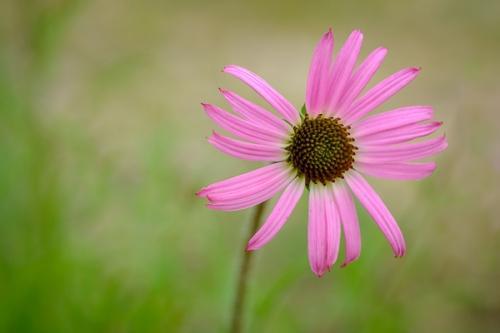 Bloom;Blossom;Blossoms;Botanical;Brown;Bud;Calm;Cedar Glade;Close-up;Echinacea tennesseensis;Endangered Species;Floral;Floret;Floweret;Flowering;Flowers;Flowers & Plants;Healing;Health care;Healthcare;Image type;Macro;Minimalism;Nature;Nature Conservancy;Pastoral;Petal;Petals;Photo specs;Pink;Stamen;Tan;Tennessee;Tennessee Coneflower;bloom;botanicals;flora;floral;flower;green;magenta;oneness;peaceful;plant;plants;restful;serene;soothing;tranquil;wildflower;zen