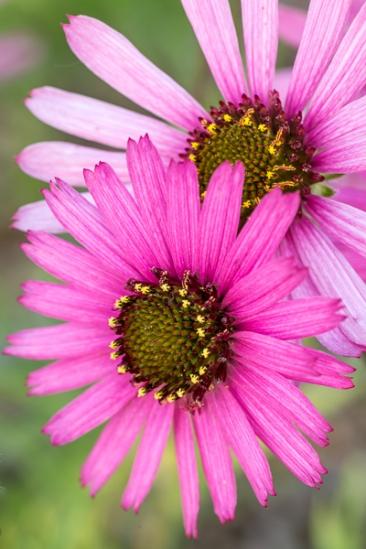 Bloom;Blossom;Blossoms;Calm;Cedar Barrens;Cedar Glade;Echinacea tennesseensis;Endangered Species;Floral;Floweret;Flowering;Flowers;Habitat;Healing;Health care;Healthcare;Petal;Petals;Pink;Pistil;Tennessee Coneflower;bloom;flora;floral;flower;gray;green;peaceful;plants;restful;serene;soothing;tranquil;wildflower