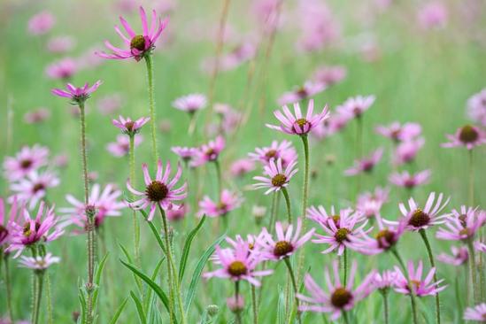 Bloom;Blossom;Blossoms;Calm;Cedar Barrens;Cedar Glade;Echinacea tennesseensis;Endangered Species;Floral;Floweret;Flowering;Flowers;Habitat;Healing;Health care;Healthcare;Petal;Petals;Pink;Pistil;Tennessee Coneflower;bloom;flora;floral;flower;gray;green;peaceful;plants;restful;serene;soothing;tranquil;wildflower