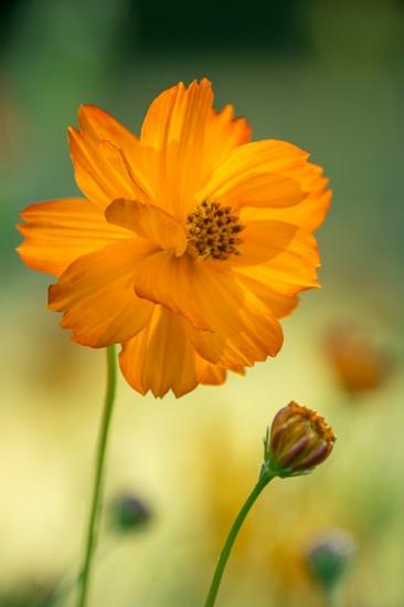 Bloom;Blossom;Blossoms;Calm;Close-up;Cosmos;Cosmos Flowers;Floral;Floweret;Flowering;Flowers;Healing;Health care;Healthcare;Image type;Macro;Nature;Pastoral;Petal;Petals;Photo specs;bloom;flora;floral;flower;oneness;orange;peaceful;plant;plants;restful;serene;soothing;tranquil;zen