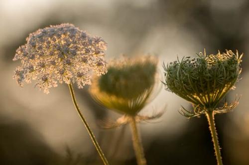 Bloom;Blossom;Blossoms;Brown;Close-up;Flower;Floweret;Flowering;Flowers;Flowers & Plants;Gold;Green;Healing;Health care;Healthcare;Image type;Macro;Nature;Oneness;Orange;Pastoral;Peaceful;Photo specs;Plant;Plants;Queen Anne's Lace;Sunlight;Sunlit;Sunshine;Tan;Wabi Sabi;White;Wildflower;Yellow;bloom;botanical;botanicals;calm;flora;floral;restful;serene;soothing;tranquil;vegetation;zen