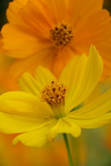 Flora;Gold;Oneness;Orange;Peaceful;Yellow;Flowers;Bloom;Cosmos;Green;Details;Flower;Flowering;Close-up;floral;Petal;Petals;Blossom;close-up