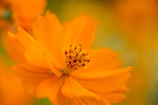 Bloom;Blossom;Blossoms;Calm;Close-up;Cosmos;Cosmos Flowers;Floral;Floweret;Flowering;Flowers;Healing;Health care;Healthcare;Image type;Macro;Nature;Pastoral;Petal;Petals;Photo specs;bloom;flora;floral;flower;oneness;orange;peaceful;plants;restful;serene;soothing;tranquil;zen