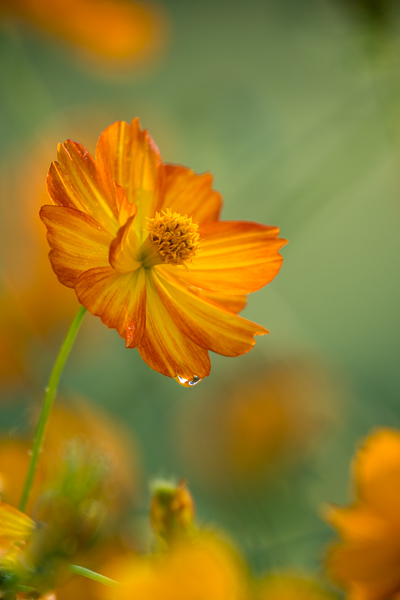 Bloom;Blossom;Blossoms;Botanical;Cosmos;Cosmos Flowers;Dew;Droplets;Drops;Floral;Floweret;Flowering;Flowers;Petal;Petals;Pistil;Sunlight;Water Drops;bloom;botanicals;dew drops;dewy;drop;flora;floral;flower;plants;sunlit