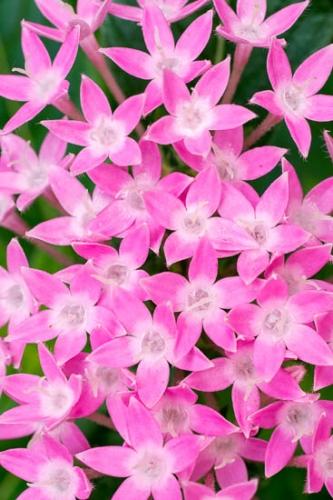 Abstract;Abstraction;Bloom;Blossom;Blossoms;Close-up;Florida;Flower;Floweret;Flowering;Flowers;Green;Magenta;Oneness;Pattern;Petal;Pink;Shape;Texture;United States;Wildflower;bloom;flora;floral;zen